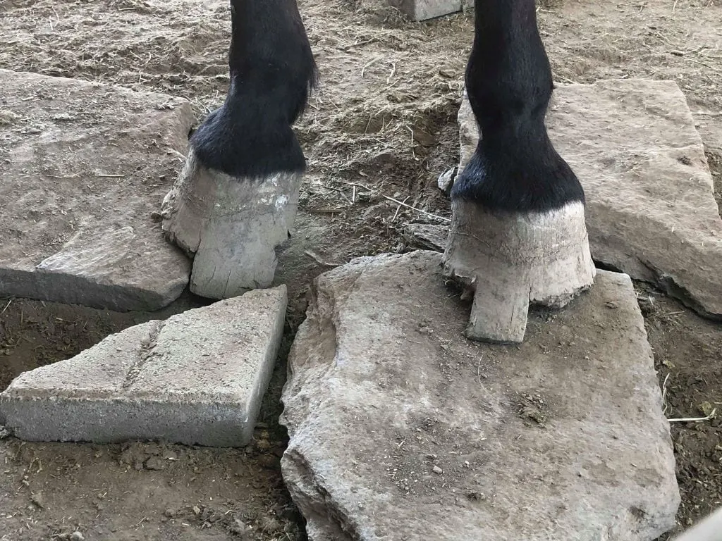 Close up of horse hoof with chips and cracks.