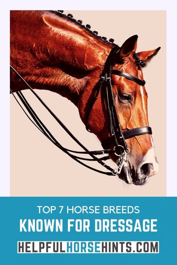 Best 7 Horse Breeds For Dressage Helpful Horse Hints