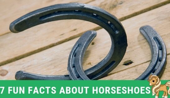 7 fun facts about horseshoes