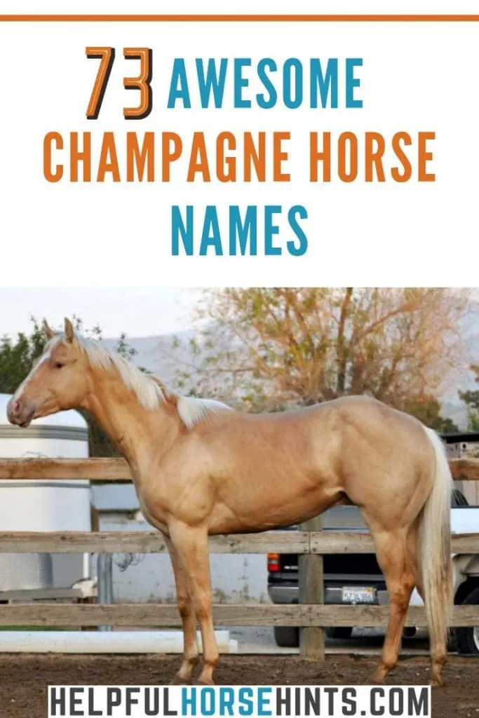 champagne horse with name text