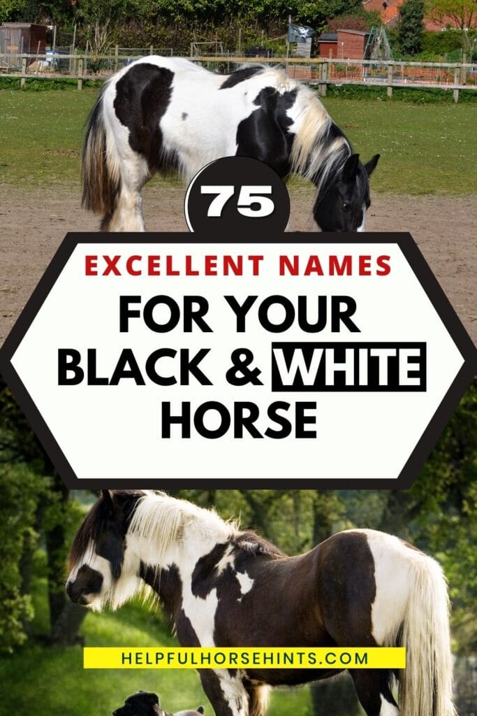 Pinterest pin - 75 Excellent Names for Your Black & White Horse
