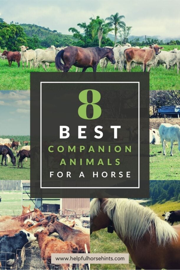 8 Best Companion Animals for a Horse Helpful Horse Hints
