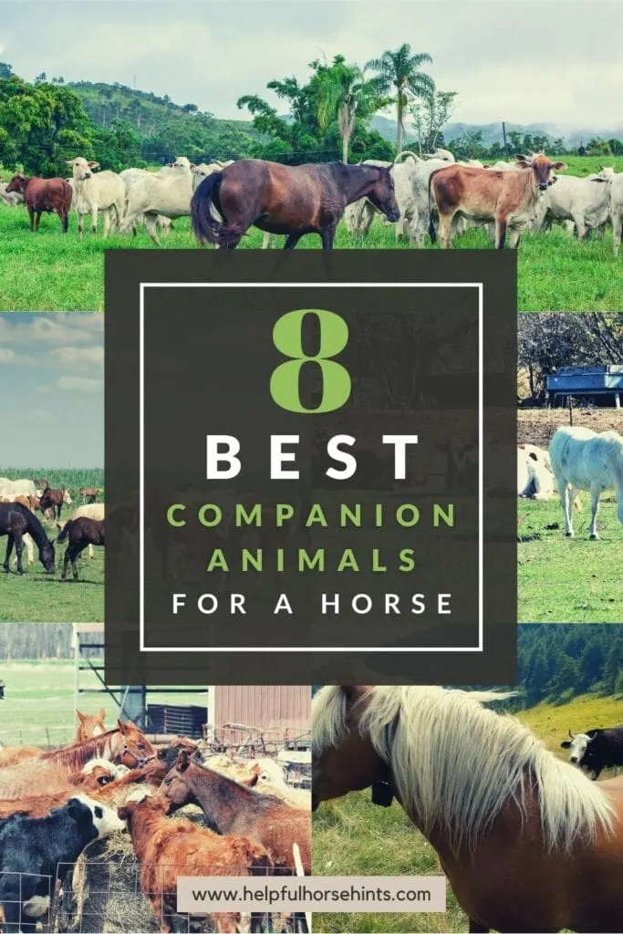 Pinterest pin - 8 Best Companion Animals for a Horse