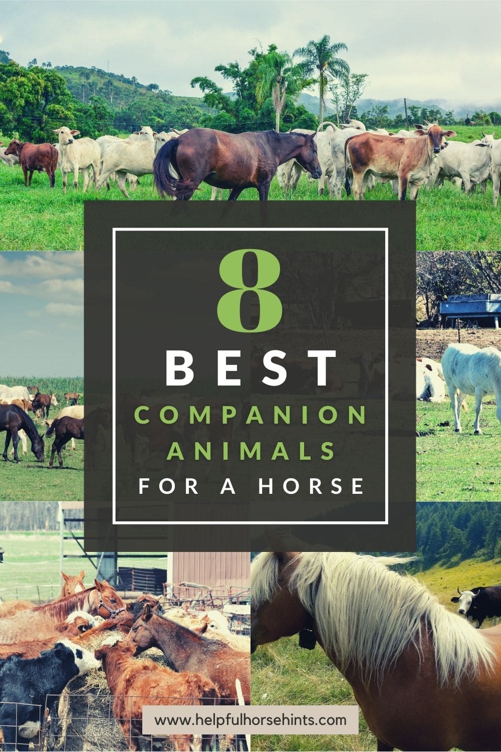 8 Best Companion Animals for a Horse Helpful Horse Hints
