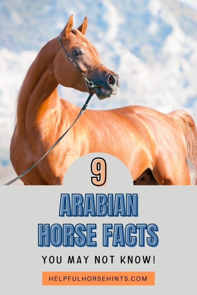 Pinterest pin - 9 Arabian Horse Facts You May Not Know