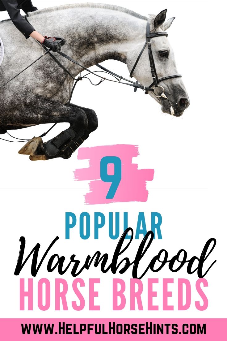 9 Popular Warmblood Horse Breeds Every Equestrian Should Know Helpful