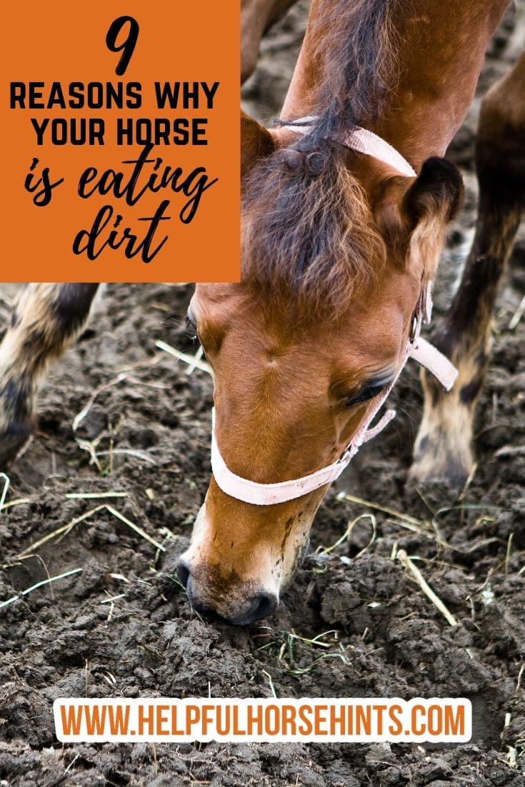 9 Reasons Horses Eat Dirt and What You Can Do to Stop It Helpful Horse Hints