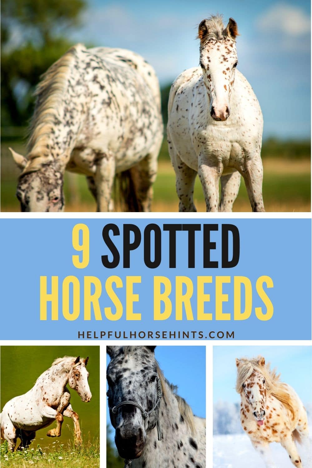 9 Spotted Horse Breeds You'll Love! Helpful Horse Hints
