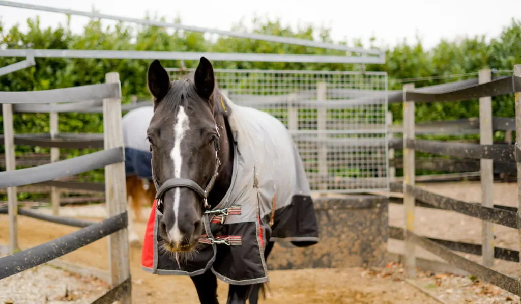 Horse exercising in a Horse Walker
