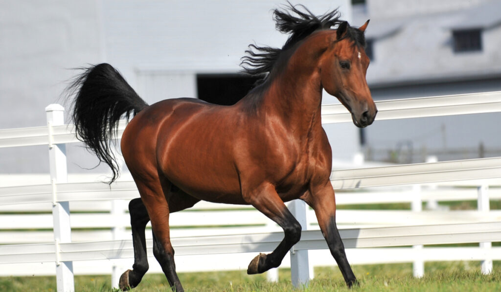 A Morgan Horse stallion exercises at liberty.