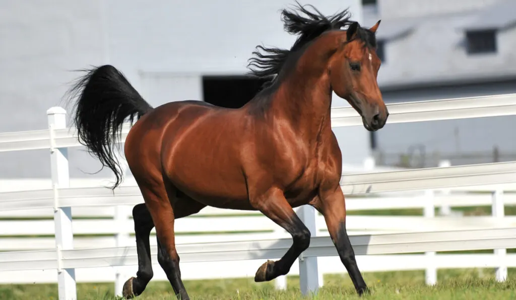 Morgan horse running in paddock