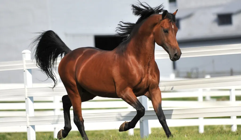 A Morgan Horse stallion exercises at liberty.