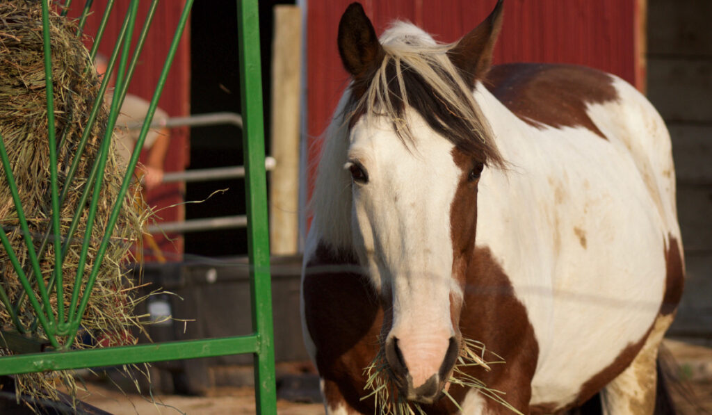 A Paint Horse standing by a hay feeder in front of an open red barn in the sunlight  ee220329