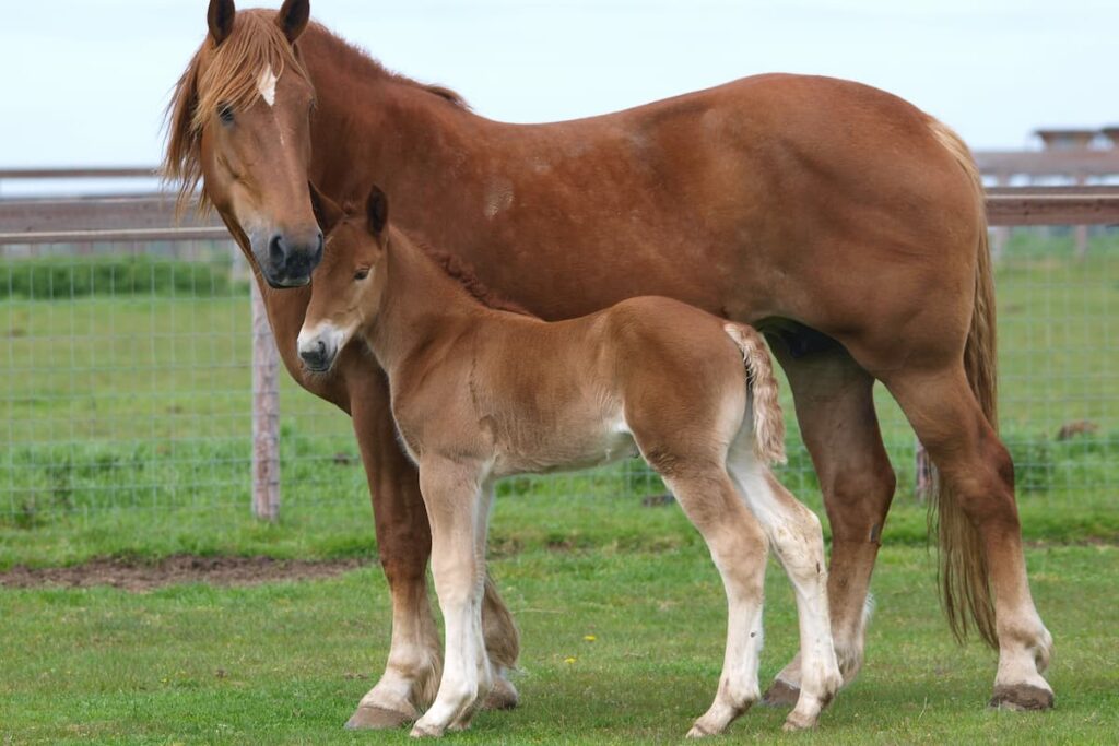 A Suffolk Punch mare stands alongside its foal