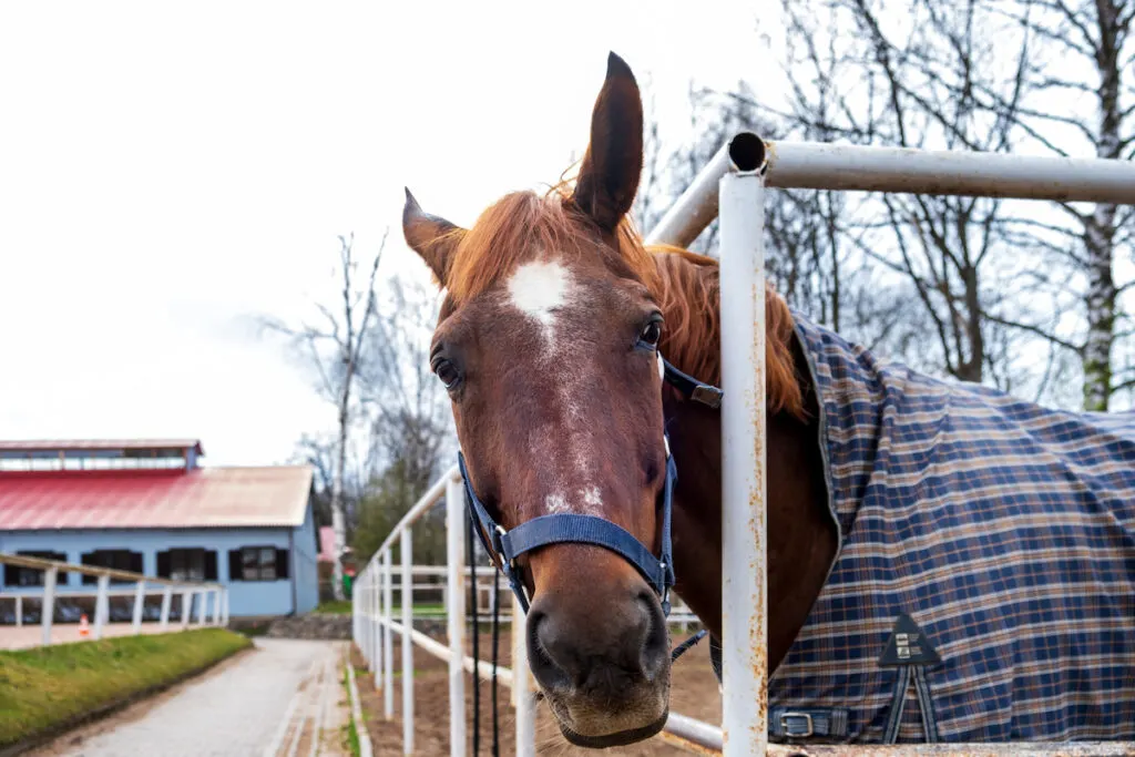 A bay horse in a blanket stands in a paddock