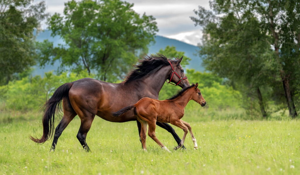 A bay mare of a thoroughbred horse breed