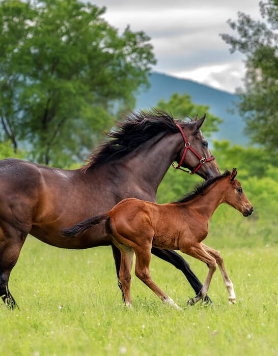 a bay mare of a thoroughbred horse breed