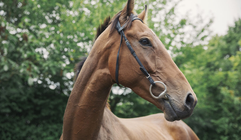 A bay thoroughbred racehorse in a paddock. Head turned