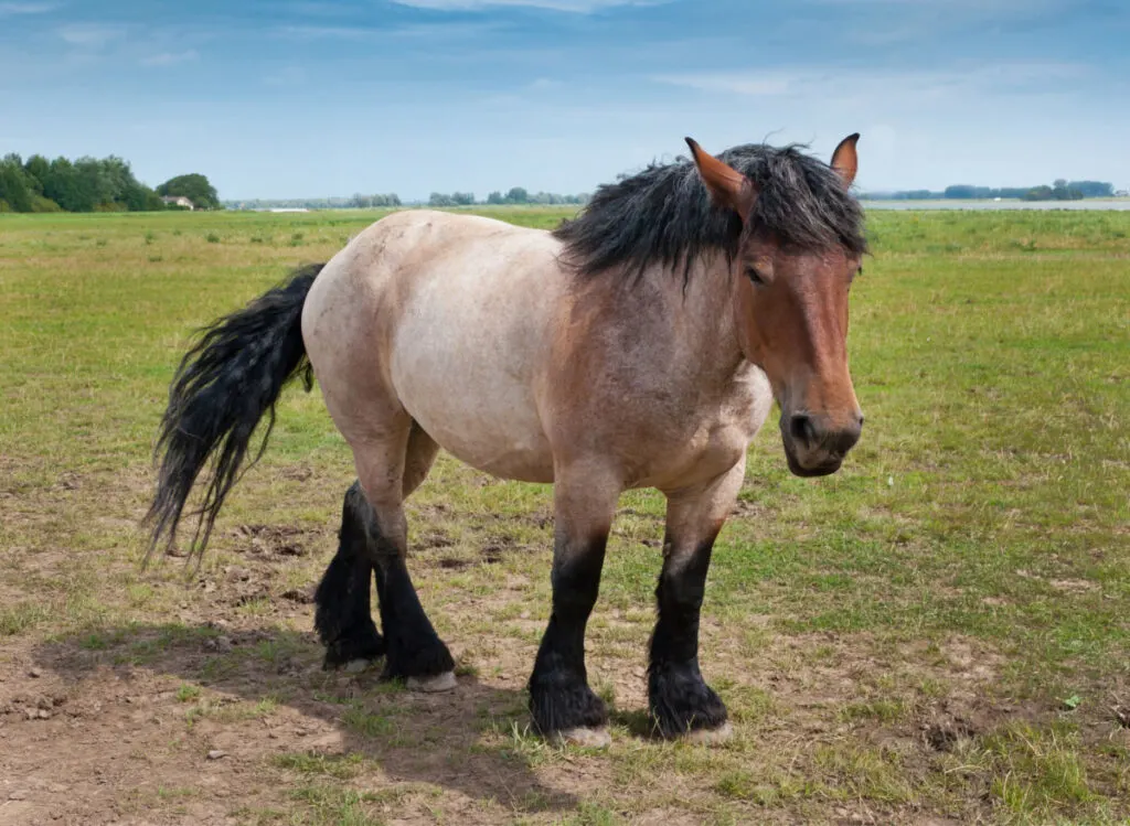 A beautiful Belgian horse with black mane and tails