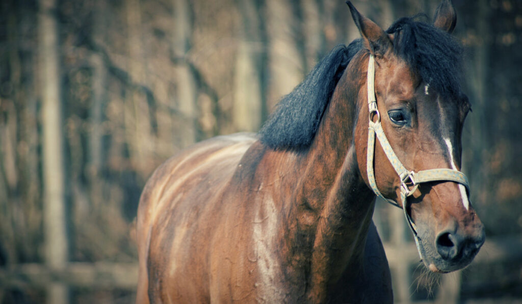 A beautiful brown horse
