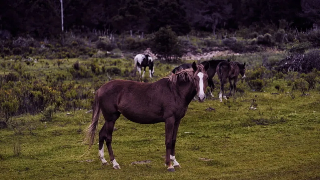 rare galiceno brown horse standing on the grass