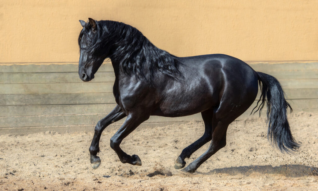 A black horse galloping on a dirt road