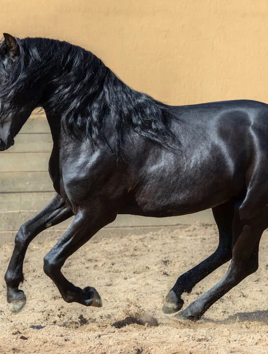 A black horse galloping on a dirt road