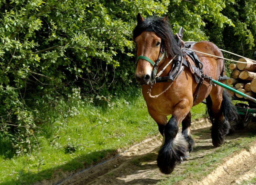 A brown Belgian horse pulling a carriage with tree logs 