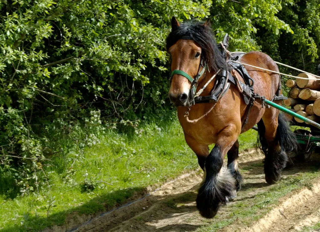 A brown Belgian horse pulling a carriage with tree logs