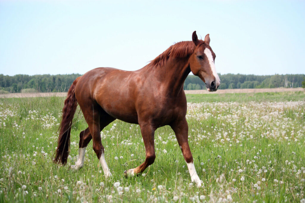 A brown Racking horse galloping in a field of white flowers