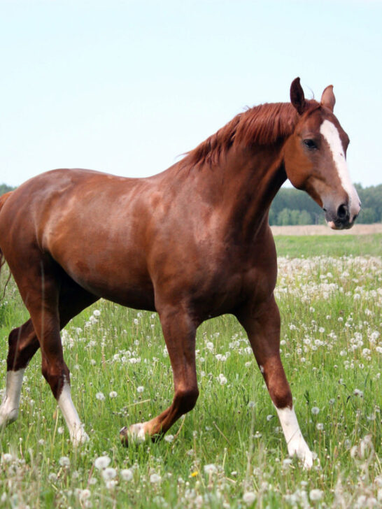 a brown racking horse galloping in a field of white flowers