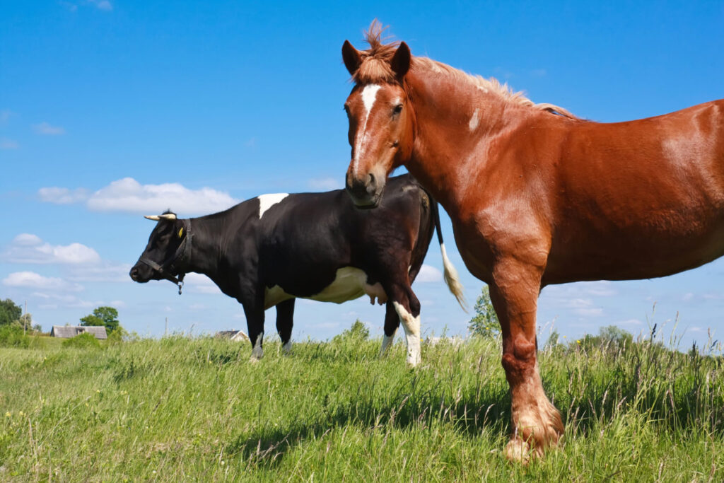 A brown horse and black cow in a green pasture