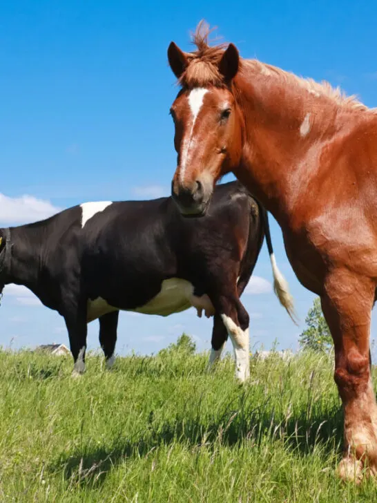 A brown horse and black cow in a green pasture