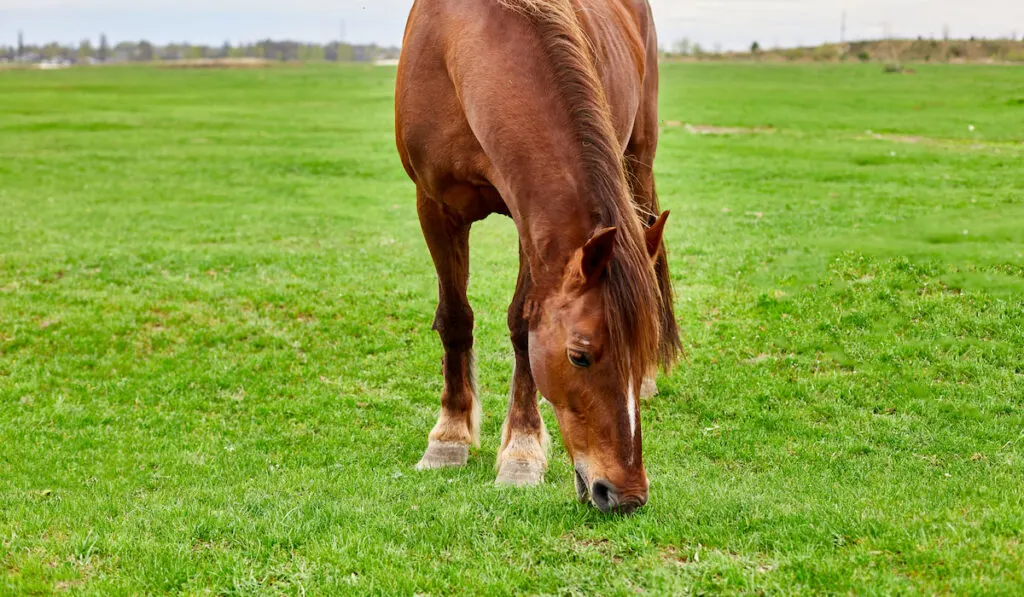 A brown horse  eating grass in grass field ( kentucky bluegrass )