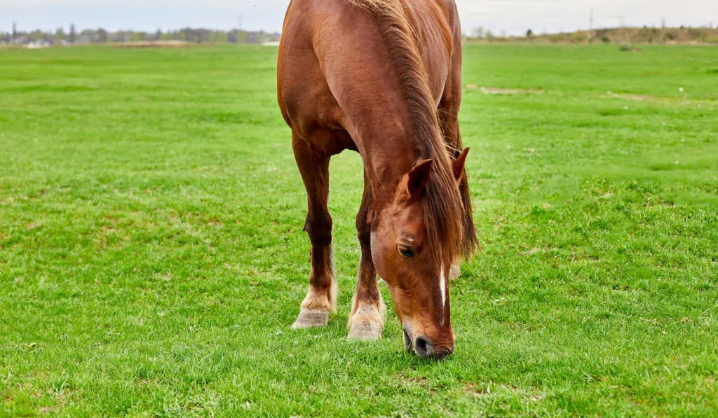 A brown horse eating grass in grass field ( kentucky bluegrass )