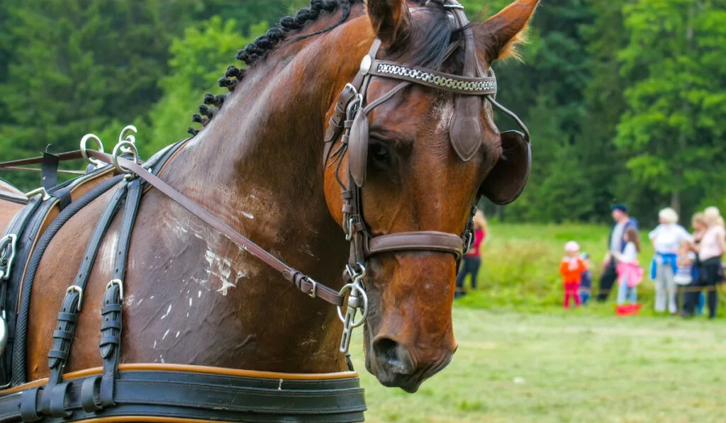 A brown horse running with the carriage. The horse has marks on his neck and brown eyes cover
