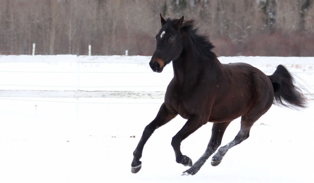 A brown standardbred horse galloping in the snow
