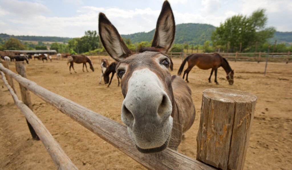 A chestnut hinny (a mix between a horse and a donkey) yawning
