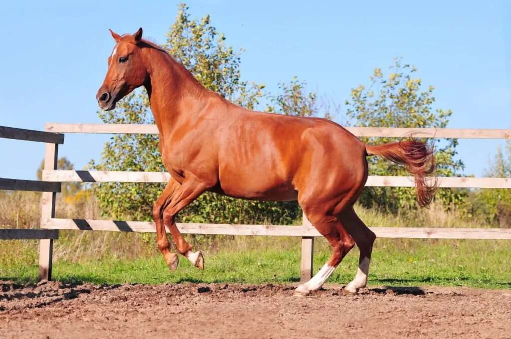 A chestnut horse galloping beside a fence