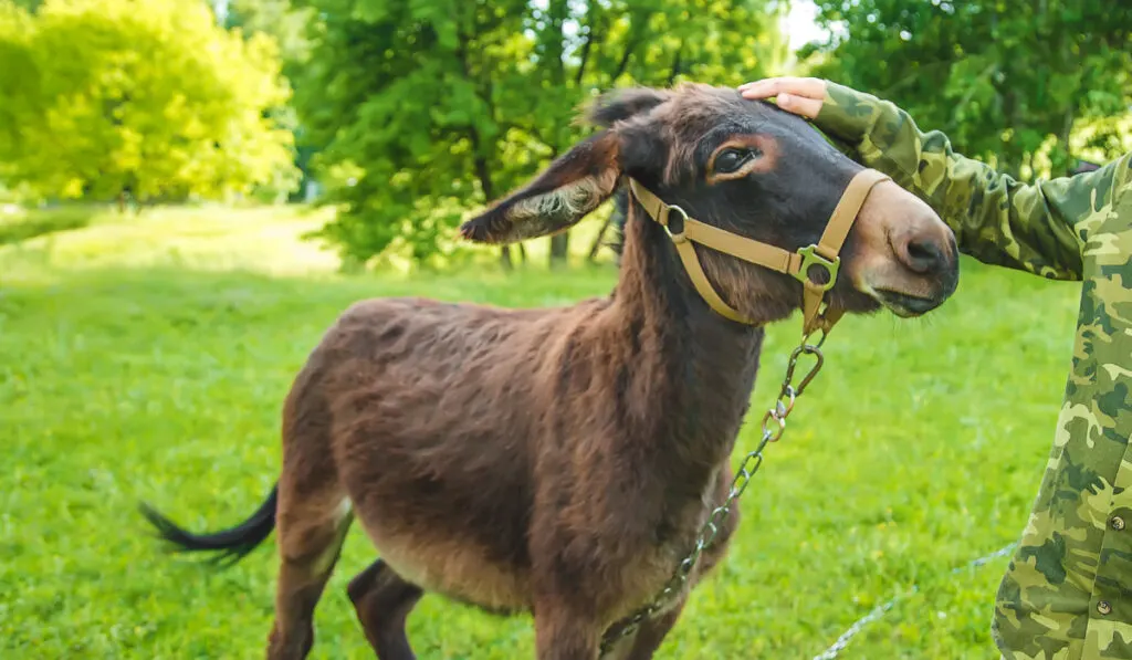 A child stroking a donkey on a farm. Selective focus.
