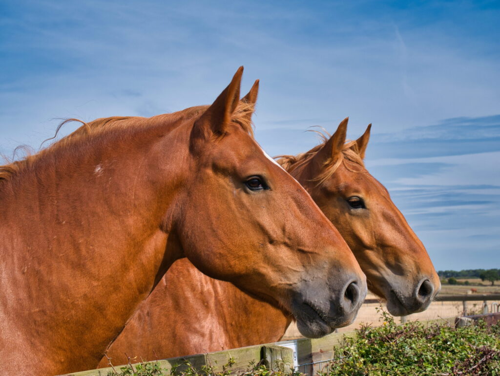 two Suffolk Punch heavy horses