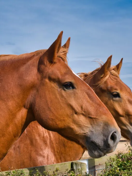 two suffolk punch horses