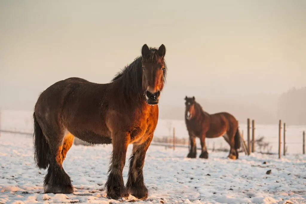 A closeup shot of Ardenne horses in cold winter at sunrise