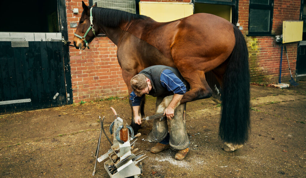 A farrier shoeing a horse, bending down and fitting a new horseshoe to a horse's hoof