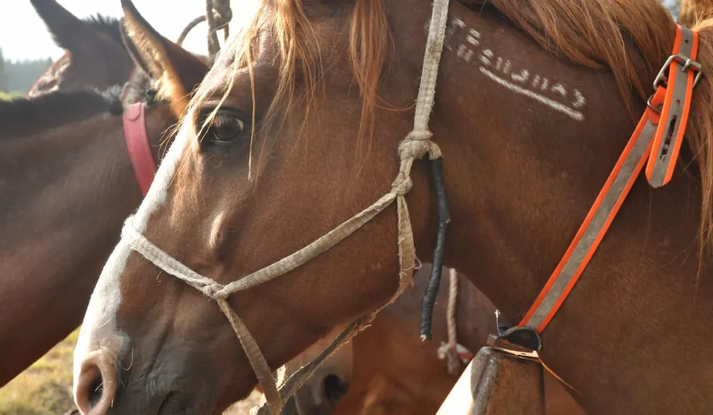 A freeze-branded mustang wearing a cowbell patiently waits on the line of a pack string