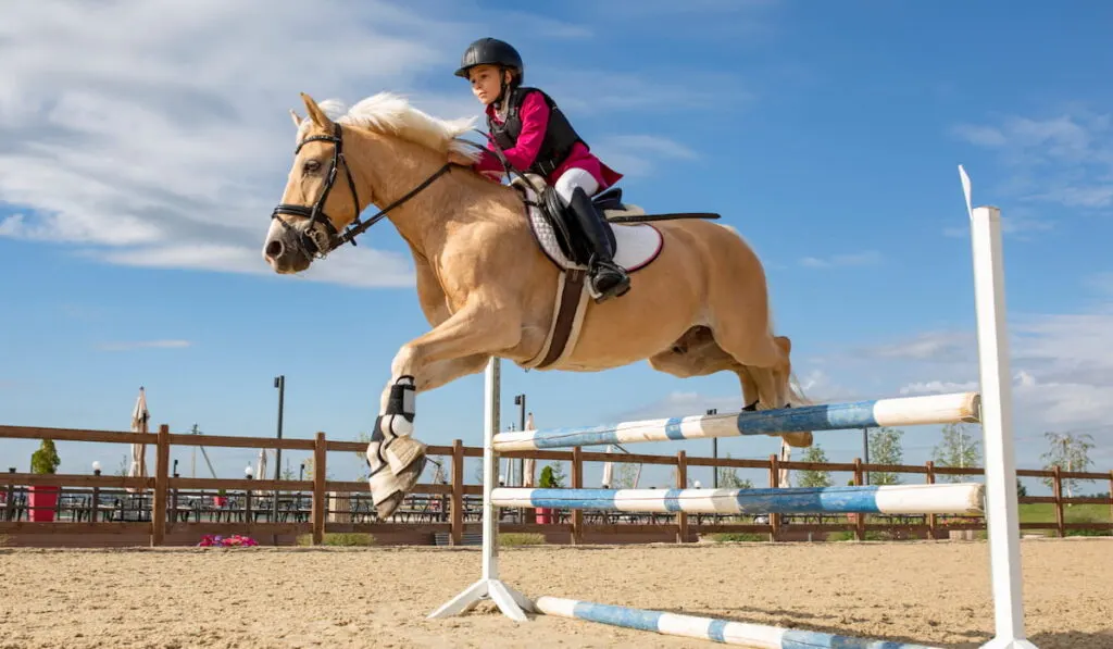 A girl equestrian athlete jumps on a horse high barrier