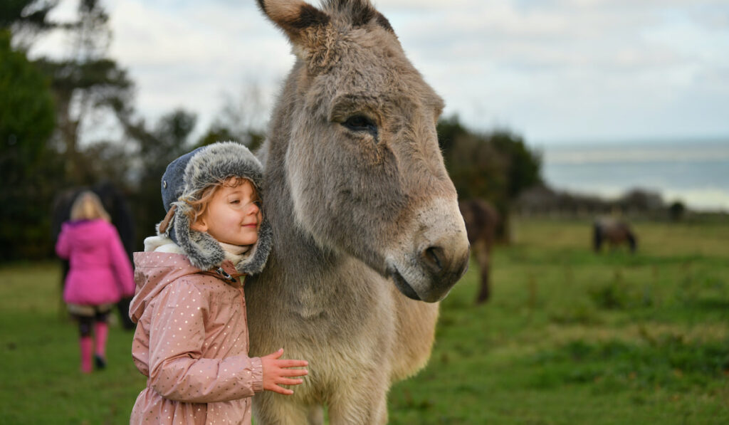 A girl hugging a donkey