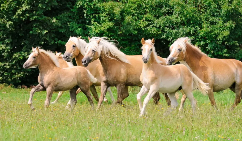 A group of Haflinger horses