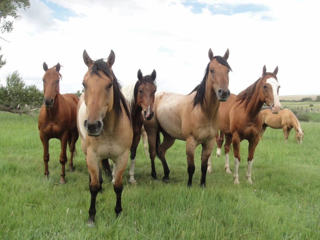 A group of horses standing in a green field under the clear sky