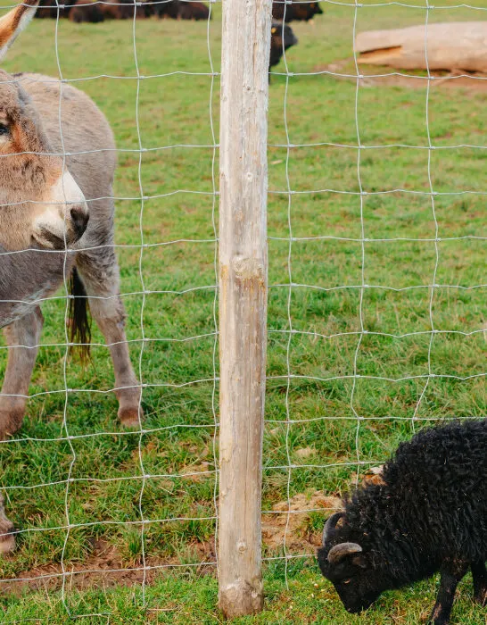 A guard donkey protects a sheep herd